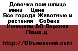 Девочка пом шпица мини  › Цена ­ 30 000 - Все города Животные и растения » Собаки   . Ненецкий АО,Верхняя Пеша д.